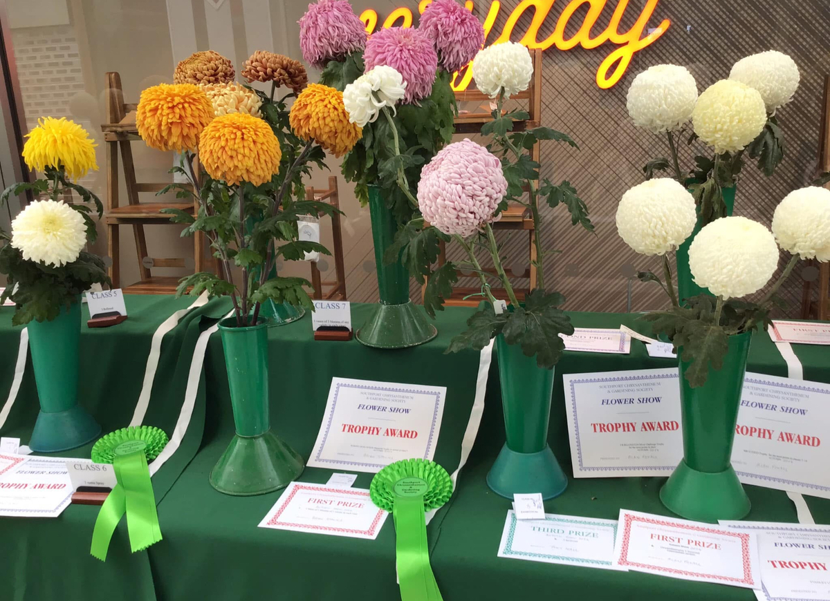 Chrysanthemum classes